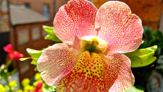 Leopard Mimulus Sunlight