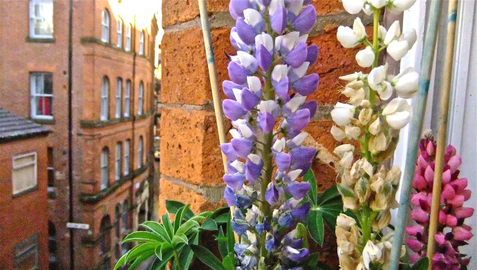 Lupins