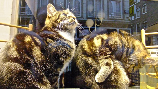 Cats in the Window 2
