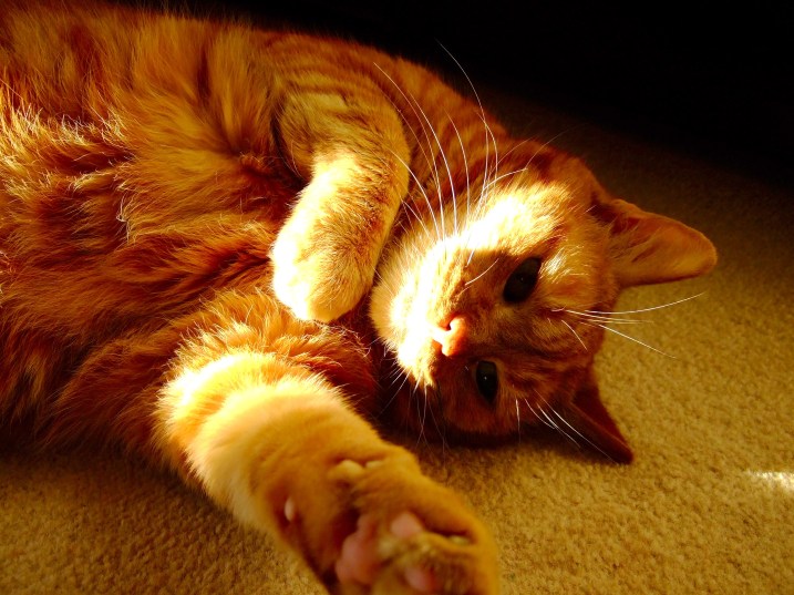 Lazy Sparky cat sunbathing