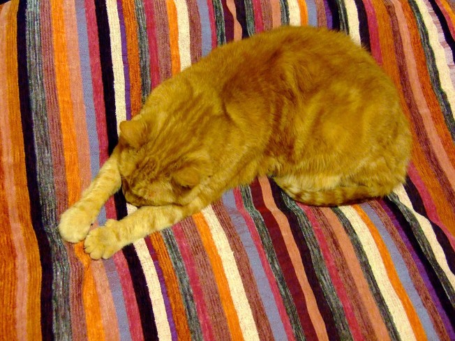 Sparky Bed Ginger cat on bed