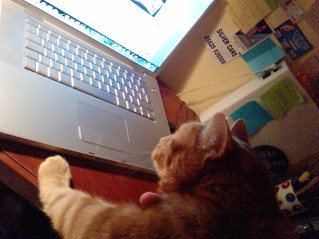 Sparky Laptop Cat on computer