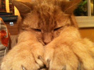 ginger cat big paws