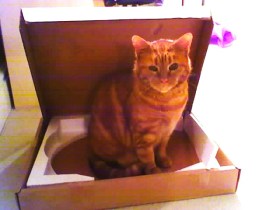 Sparky Pizza Box cat in a pizza box