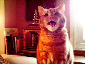 singing cat