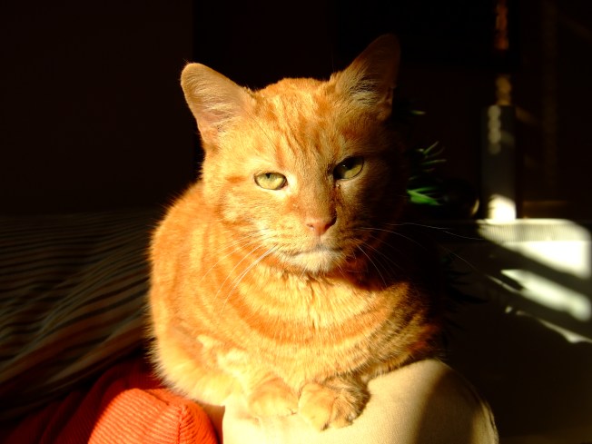 Sparky Stare big ginger cat staring