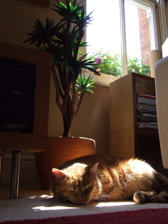 Sunbathing Sparky cat sleeping in sun