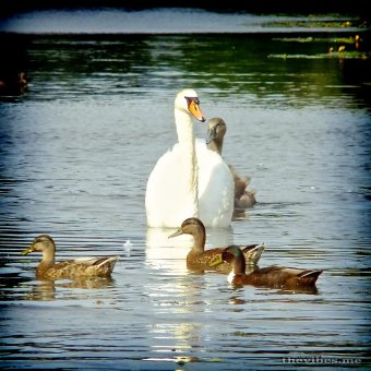 Swan and signets 