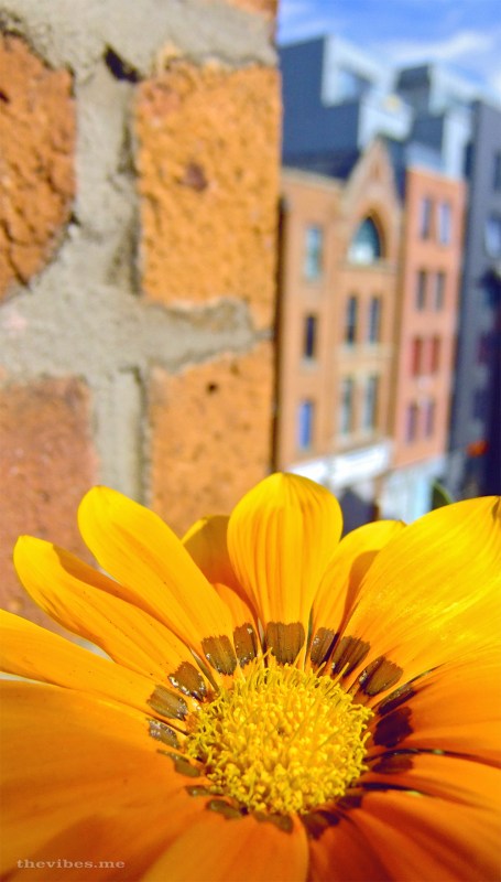 Autumn flower in the city
