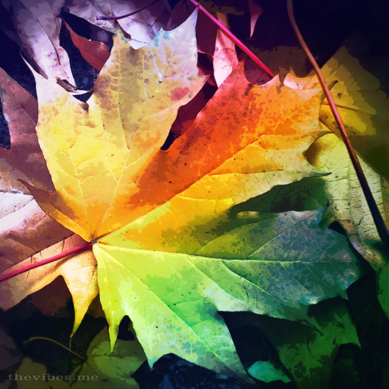 Autumn leaf closeup