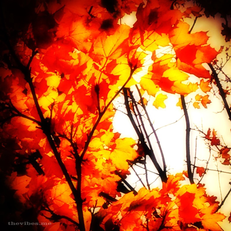 Fiery Autumn Leaves