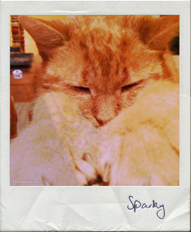 ginger cat sleeping polaroid the vibes