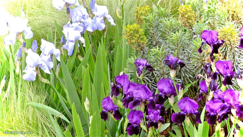 Victoria Tower Gardens Westminster London The Vibes