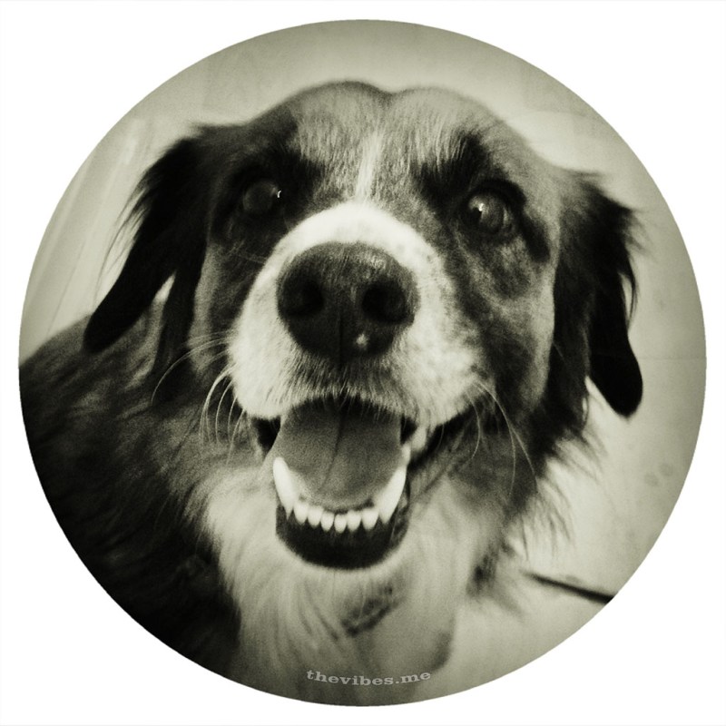 Happy Bob, my neighbour's dog