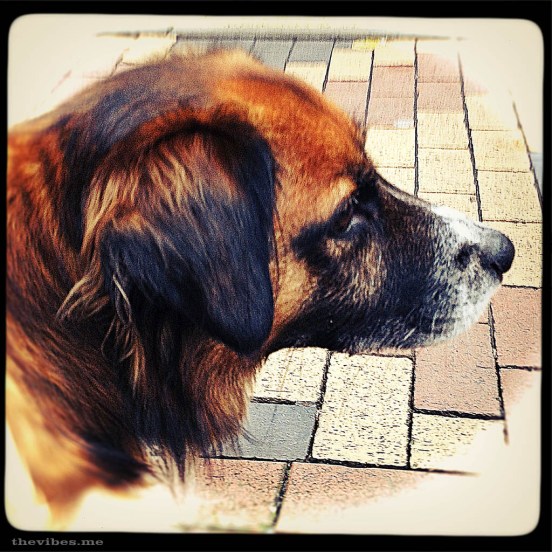 Bob 2 bob my neighbour's dog