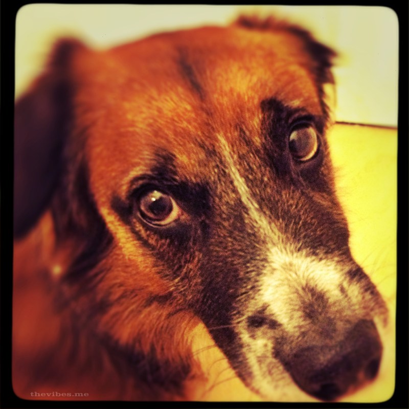 Naughty Bob, My neighbours dog