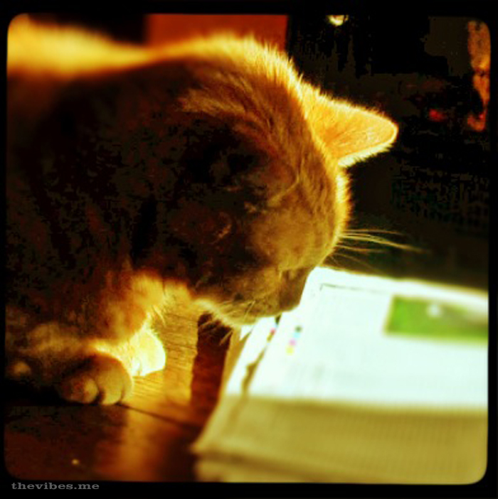 Sparky the ginger cat reads the newspaper