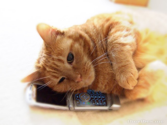 Sparky the Ginger Cat Mark 