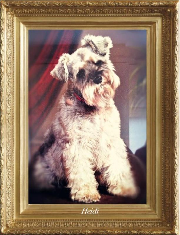 Heidi German Schnauzer