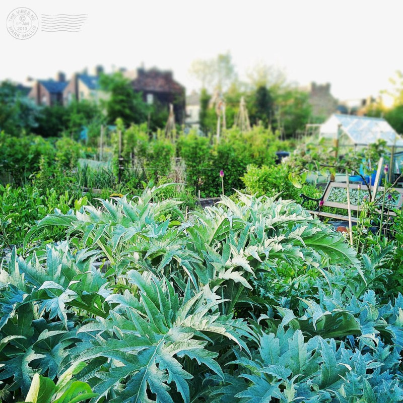 Chorlton Allotment