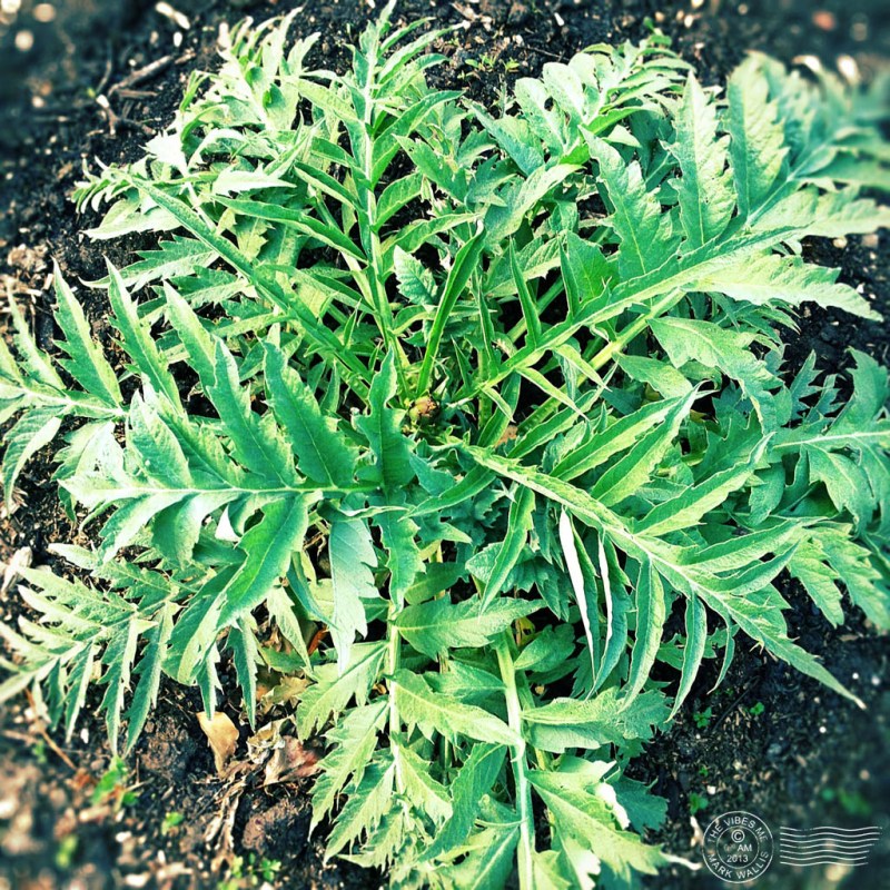 Plant on a Manchester Allotment
