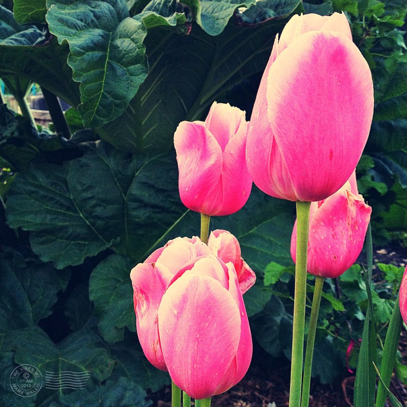 Tulips on Manchester allotment