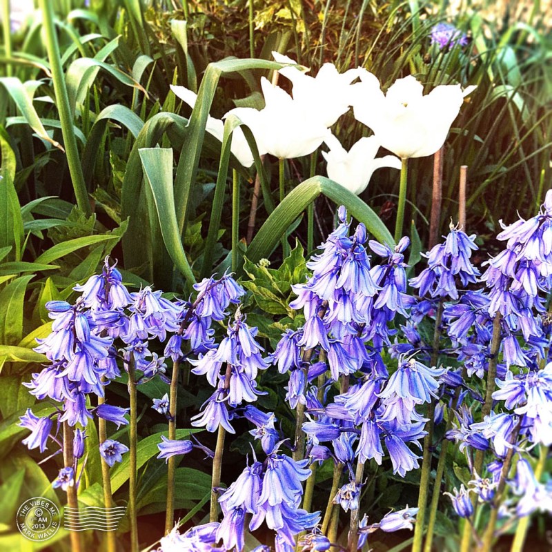 manchester allotment Wild flowers
