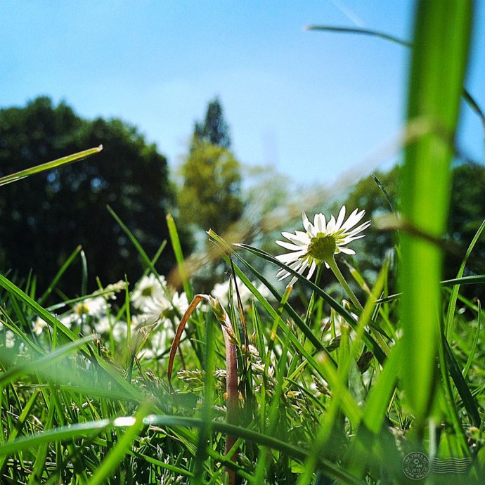 Daisies in Chorlton Park