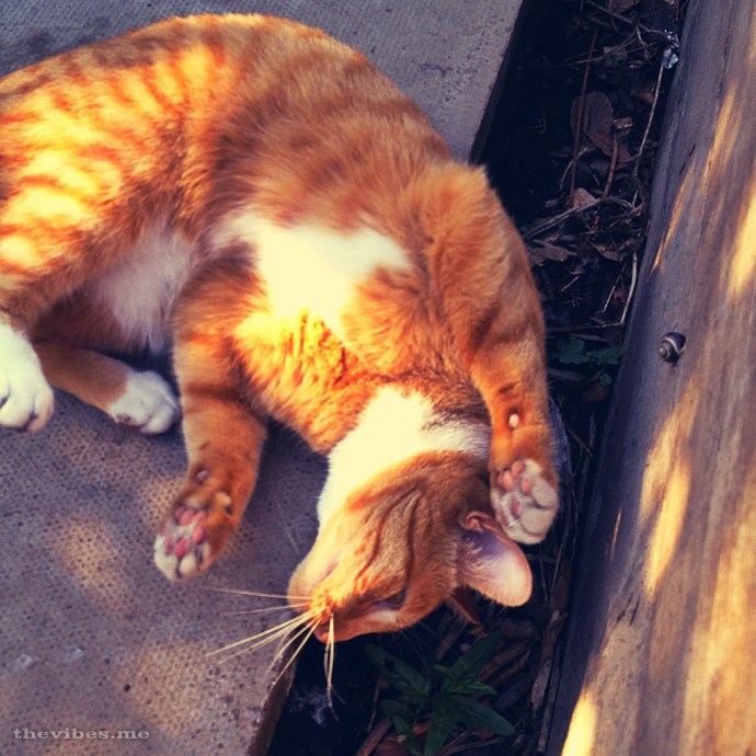 ginger cat rolling on the ground
