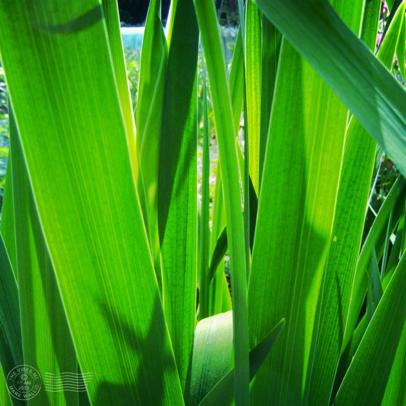 Reeds cleveleys allotment chorlton
