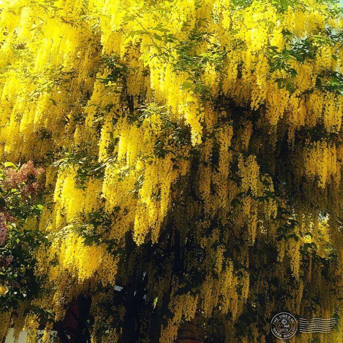 Laburnum Chorlton