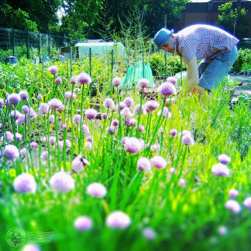 Cleveleys avenue allotment Chorlton