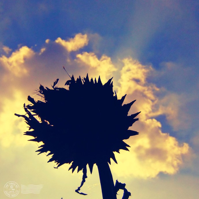 Thistle, Cleveleys Avenue allotment Chorlton