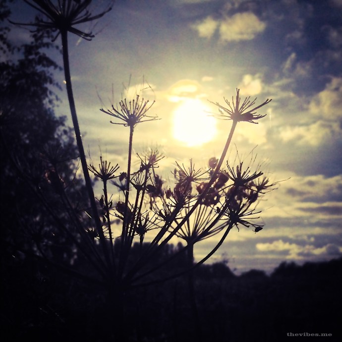 Chorlton Meadows Manchester by Mark Wallis