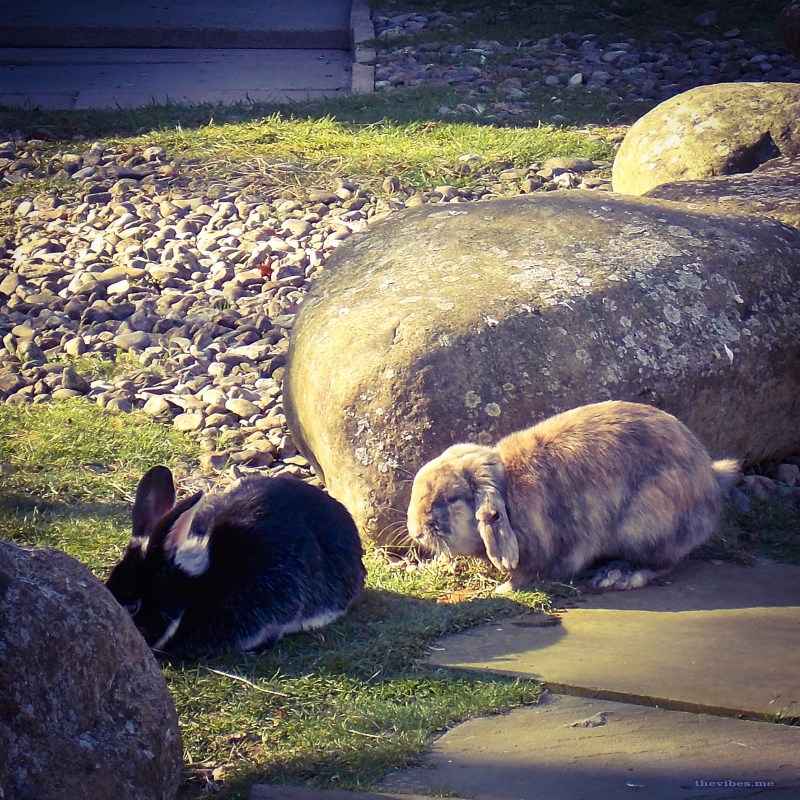 Chorlton by Mark Wallis on The Vibes