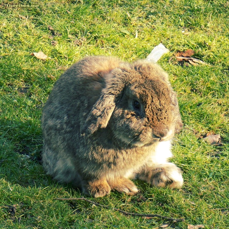 Chorlton by Mark Wallis on The Vibes