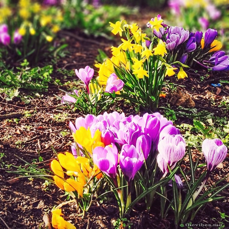 Flowers on Beech Road Chorlton by Mark Wallis on thevibes.me
